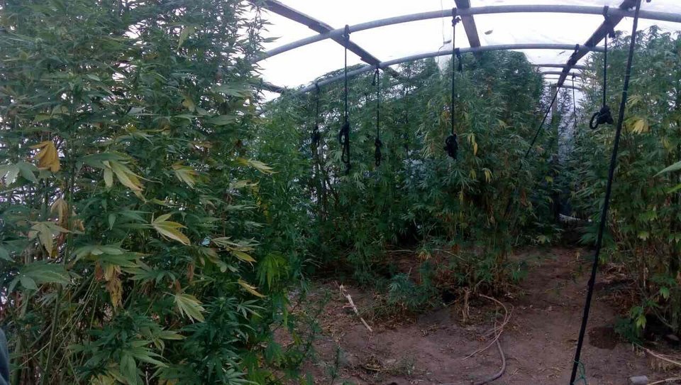 Ιωάννινα: 66χρονος Ελληνας είχε ολόκληρο θερμοκήπιο για να καλλιεργεί κάνναβη [εικόνες] | iefimerida.gr 3