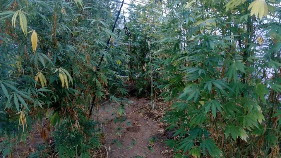 Ιωάννινα: 66χρονος Ελληνας είχε ολόκληρο θερμοκήπιο για να καλλιεργεί κάνναβη [εικόνες] | iefimerida.gr 1