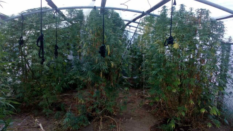 Ιωάννινα: 66χρονος Ελληνας είχε ολόκληρο θερμοκήπιο για να καλλιεργεί κάνναβη [εικόνες] | iefimerida.gr 2