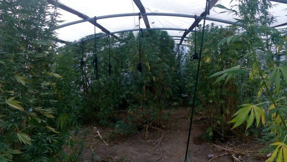 Ιωάννινα: 66χρονος Ελληνας είχε ολόκληρο θερμοκήπιο για να καλλιεργεί κάνναβη [εικόνες] | iefimerida.gr 0