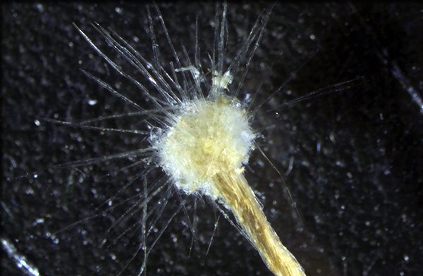 Αυτά είναι τα 10 σημαντικότερα νέα είδη που ανακαλύφθηκαν στη Γη μέσα στο 2013 [εικόνες] | iefimerida.gr 6