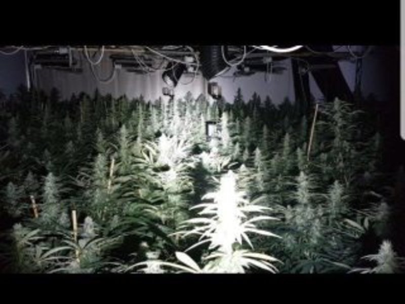 Eξαρθρώθηκε κύκλωμα που καλλιεργούσε κάνναβη -Συνελήφθησαν δύο Κινέζες [εικόνες] | iefimerida.gr 2