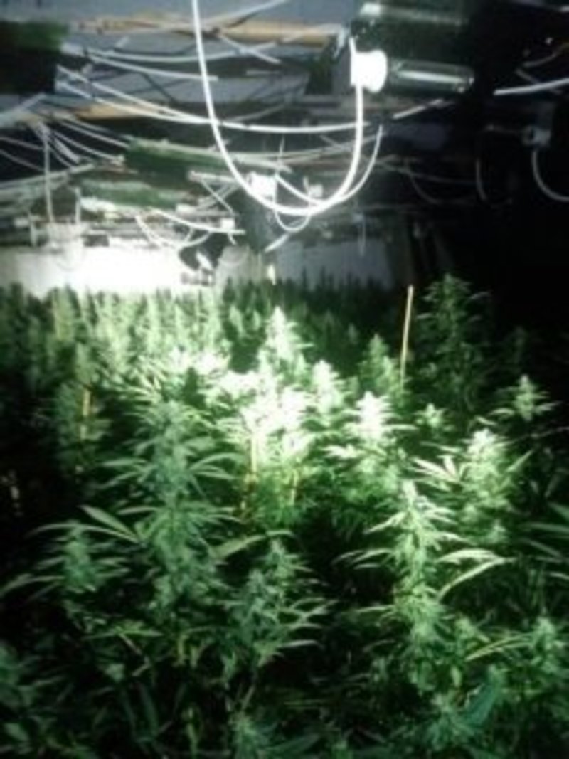 Eξαρθρώθηκε κύκλωμα που καλλιεργούσε κάνναβη -Συνελήφθησαν δύο Κινέζες [εικόνες] | iefimerida.gr 3