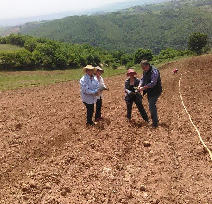Το θεραπευτικό τσάι Ολύμπου από το Ελατοχώρι Πιερίας -Ιούνιο ξεκινά η συλλογή του [εικόνες]  | iefimerida.gr 5
