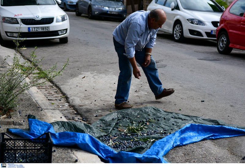 Καταμεσής του δρόμου μαζεύει τις ελιές -Φωτογραφία: Intimenews/ΠΑΝΑΓΙΩΤΟΠΟΥΛΟΣ ΝΙΚΟΣ