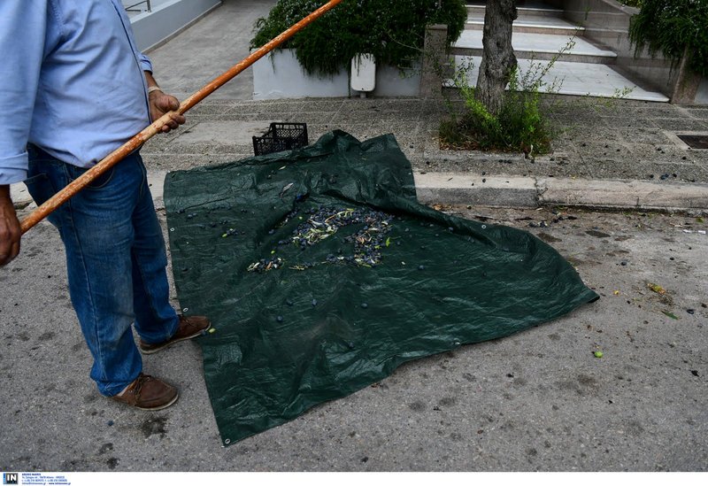 Εφοδιασμένος με όλα τα «σύνεργα» της συγκομιδής ελιάς -Φωτογραφία: Intimenews/ΠΑΝΑΓΙΩΤΟΠΟΥΛΟΣ ΝΙΚΟΣ