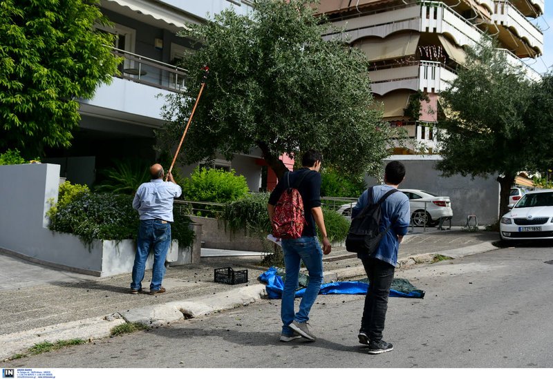 Οι περαστικοί χαζεύουν την συγκομιδή της ελιάς στο... Παλαιό Φάληρο -Φωτογραφία: Intimenews/ΠΑΝΑΓΙΩΤΟΠΟΥΛΟΣ ΝΙΚΟΣ