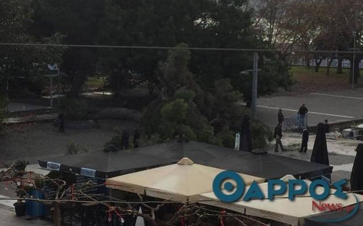 Ξεριζώθηκε υπεραιωνόβιο δέντρο στο λιμάνι της Καλαμάτας [εικόνες] | iefimerida.gr 2