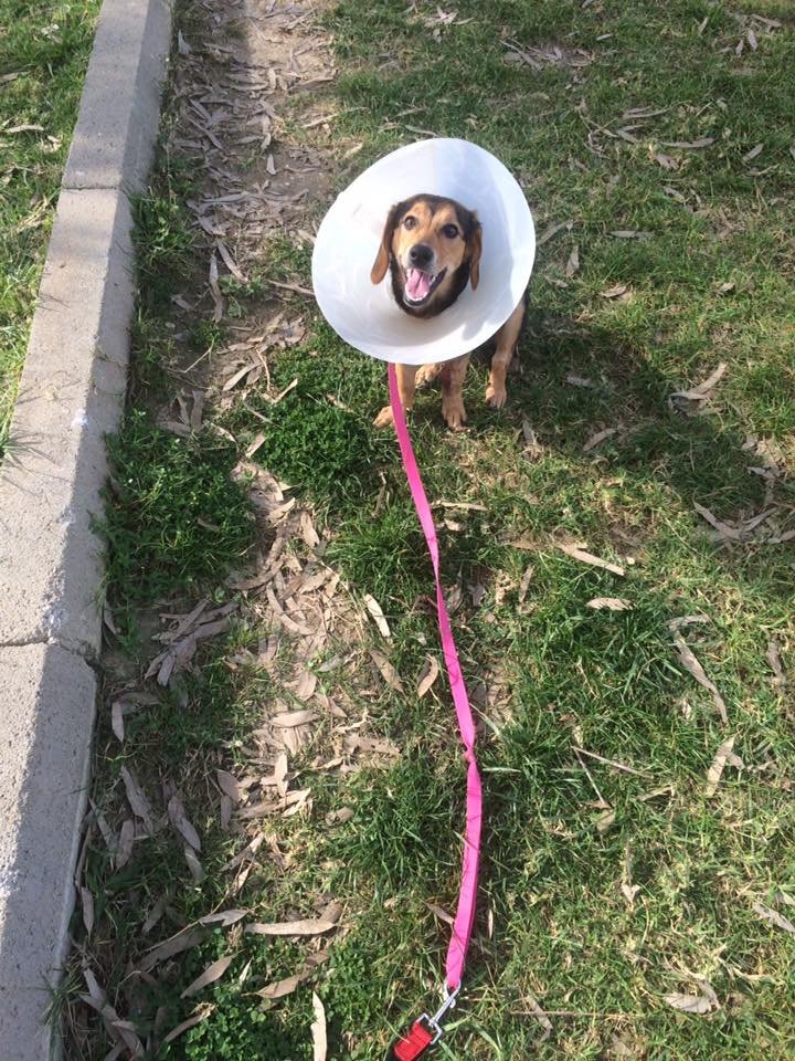 Φρίκη στην Πάτρα: Εδεσαν σκυλάκι με σύρμα στο λαιμό και το παράτησαν [εικόνες] | iefimerida.gr 2