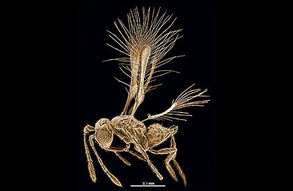 Αυτά είναι τα 10 σημαντικότερα νέα είδη που ανακαλύφθηκαν στη Γη μέσα στο 2013 [εικόνες] | iefimerida.gr 8