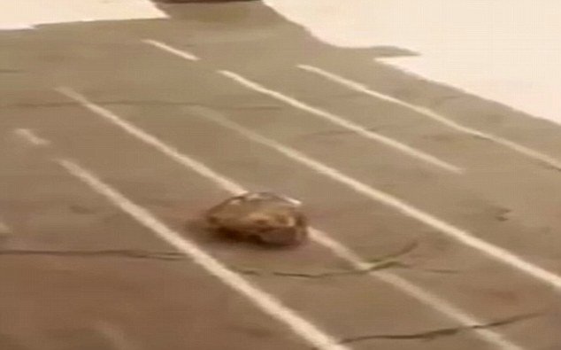 Σοκ στο Μαρόκο: Ελέφαντας σκότωσε 7χρονη -Της πέταξε μια πέτρα στο κεφάλι [εικόνες] | iefimerida.gr 2