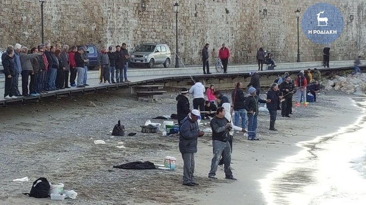 Πανζουρλισμός στη Ρόδο: Χιλιάδες τσιπούρες βγήκαν στη στεριά -Τι συνέβη [εικόνες & βίντεο] | iefimerida.gr 3