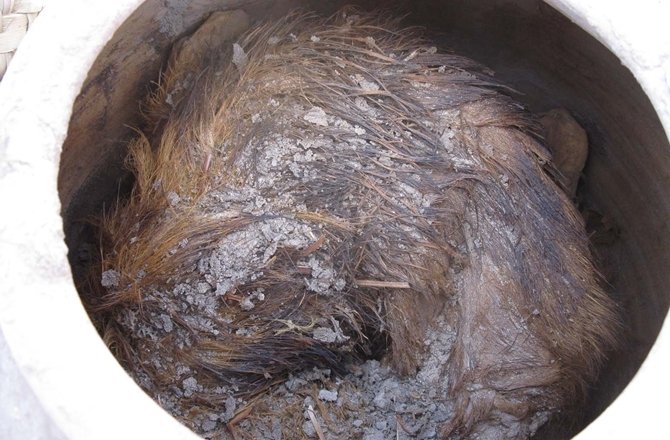 Ανατριχιαστική αρχαιολογική ανακάλυψη: Οι αρχαίοι Αιγύπτιοι έθαβαν τα σκυλιά τους σε πιθάρια [εικόνες] | iefimerida.gr 2