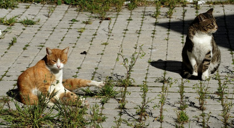 Γάτες που λιάζονται στον πεζόδρομο της Αιόλου