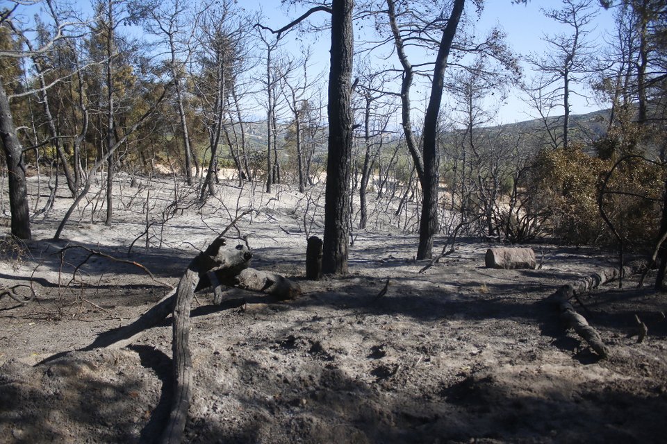 WWF: 235.000 καμμένα στρέμματα από τις πυρκαγιές του καλοκαιριού | iefimerida.gr 0