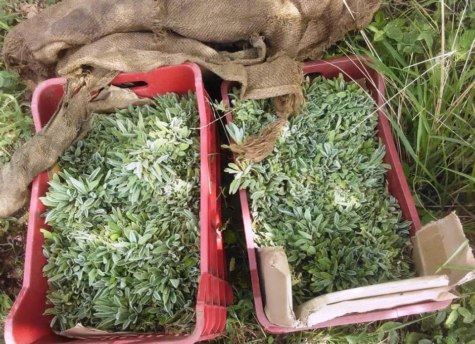 Το θεραπευτικό τσάι Ολύμπου από το Ελατοχώρι Πιερίας -Ιούνιο ξεκινά η συλλογή του [εικόνες]  | iefimerida.gr 2