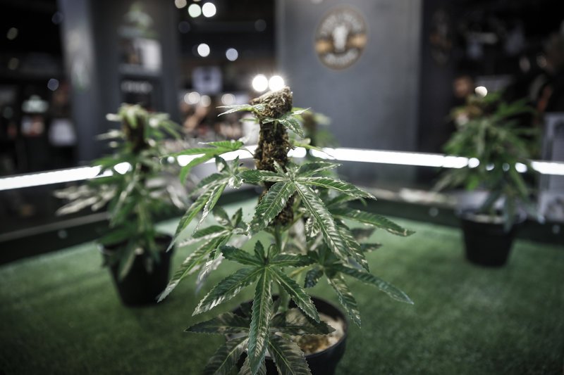 Γιώργος Παπανδρέου και Νίκος Καρανίκας στην πρώτη έκθεση κάνναβης στην Ελλάδα [εικόνες] | iefimerida.gr 9