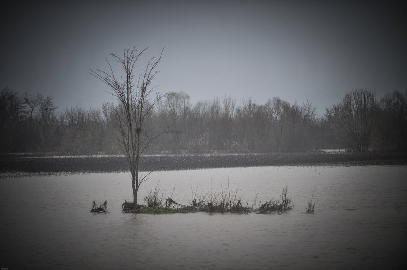 «Φούσκωσε» επικίνδυνα ο Πηνειός -Φόβοι για πλημμύρες [εικόνες] | iefimerida.gr 0