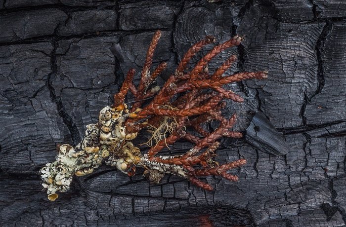 Καμένη γη η Τασμανία -Χάθηκαν φυτά 1.000 ετών [εικόνες] | iefimerida.gr 12