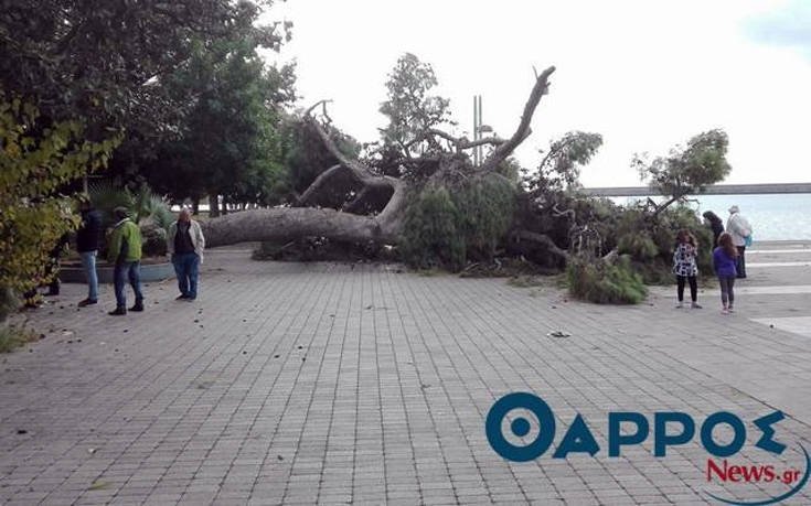 Ξεριζώθηκε υπεραιωνόβιο δέντρο στο λιμάνι της Καλαμάτας [εικόνες] | iefimerida.gr 3