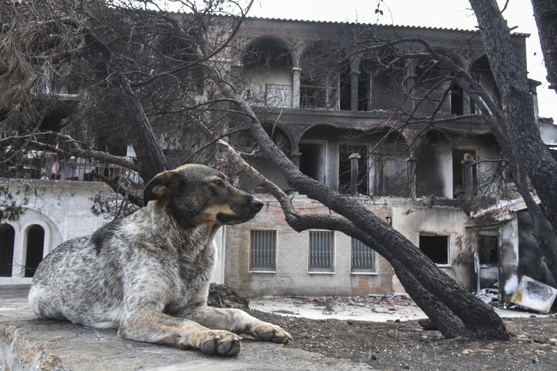 Ενας σκύλος στο Μάτι, έξω από το Λύρειο Παιδικό Ιδρυμα