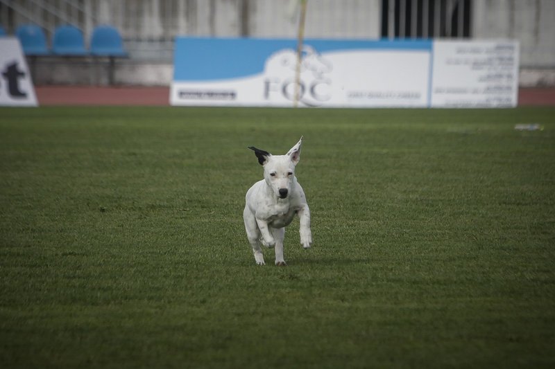 Ο ξεχωριστός «φίλαθλος» που εισέβαλε στο γήπεδο των Τρικάλων -Ηθελε χάδια και παιχνίδι [εικόνες] | iefimerida.gr 6