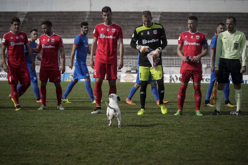 Ο ξεχωριστός «φίλαθλος» που εισέβαλε στο γήπεδο των Τρικάλων -Ηθελε χάδια και παιχνίδι [εικόνες] | iefimerida.gr 5
