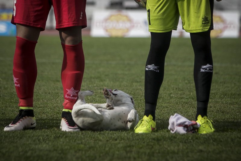 Ο ξεχωριστός «φίλαθλος» που εισέβαλε στο γήπεδο των Τρικάλων -Ηθελε χάδια και παιχνίδι [εικόνες] | iefimerida.gr 4