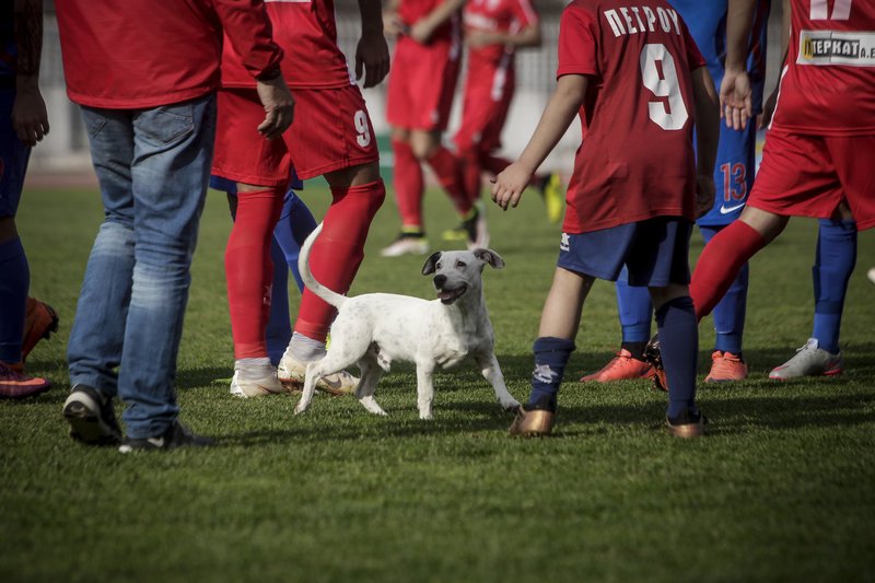 Ο ξεχωριστός «φίλαθλος» που εισέβαλε στο γήπεδο των Τρικάλων -Ηθελε χάδια και παιχνίδι [εικόνες] | iefimerida.gr 2