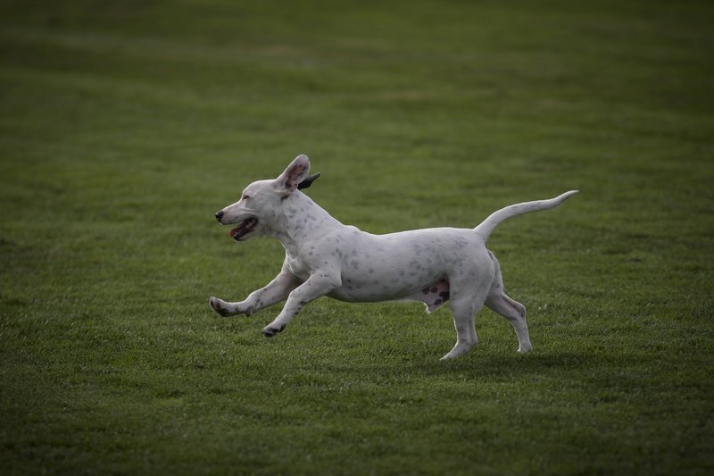 Ο ξεχωριστός «φίλαθλος» που εισέβαλε στο γήπεδο των Τρικάλων -Ηθελε χάδια και παιχνίδι [εικόνες] | iefimerida.gr 1