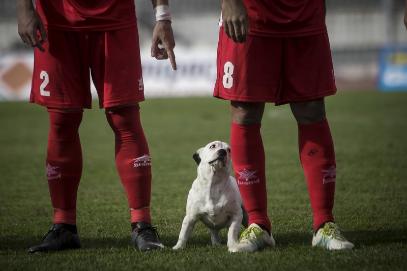 Ο ξεχωριστός «φίλαθλος» που εισέβαλε στο γήπεδο των Τρικάλων -Ηθελε χάδια και παιχνίδι [εικόνες] | iefimerida.gr 0