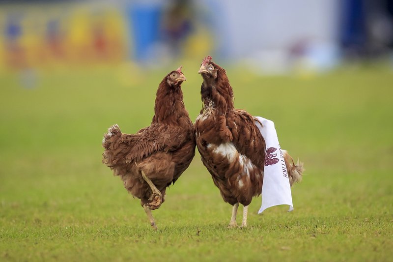 Υποδοχή με... κότες στο τοπικό ντέρμπι Ιωνικός-Προοδευτική [εικόνες] | iefimerida.gr 2