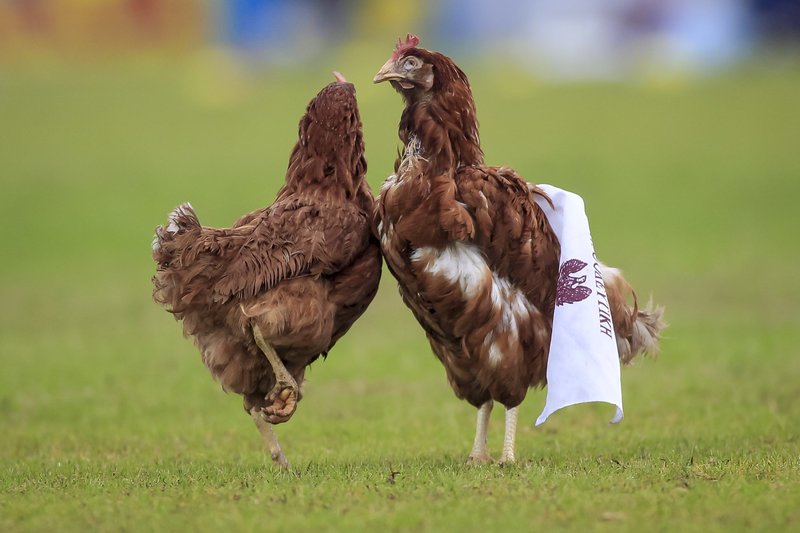 Υποδοχή με... κότες στο τοπικό ντέρμπι Ιωνικός-Προοδευτική [εικόνες] | iefimerida.gr 1