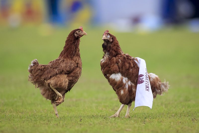 Υποδοχή με... κότες στο τοπικό ντέρμπι Ιωνικός-Προοδευτική [εικόνες] | iefimerida.gr 0