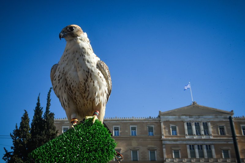 Το γεράκι με φόντο τη Βουλή