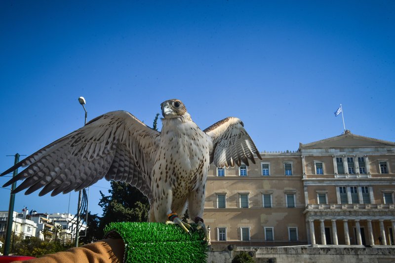Το γεράκι του Συντάγματος