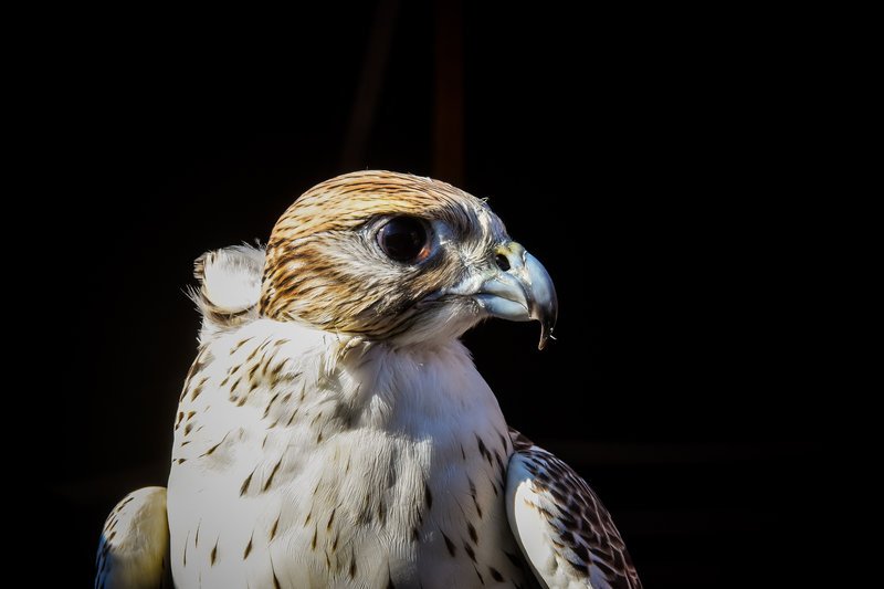Το γεράκι του Συντάγματος -Τι έκανε το αγέρωχο αρπακτικό στο κέντρο της Αθήνας [εικόνες] | iefimerida.gr 4