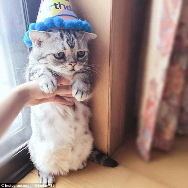 Viral: Λούλου η πιο θλιμμένη γάτα στον κόσμο -Μονίμως δυστυχισμένη [εικόνες] | iefimerida.gr 2