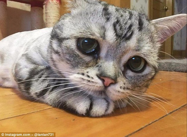 Viral: Λούλου η πιο θλιμμένη γάτα στον κόσμο -Μονίμως δυστυχισμένη [εικόνες] | iefimerida.gr 0