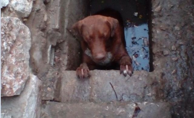 Καρέ καρέ η διάσωση σκύλου που παγιδεύτηκε για ώρες σε φρεάτιο στη Λαμία [εικόνες] | iefimerida.gr 2