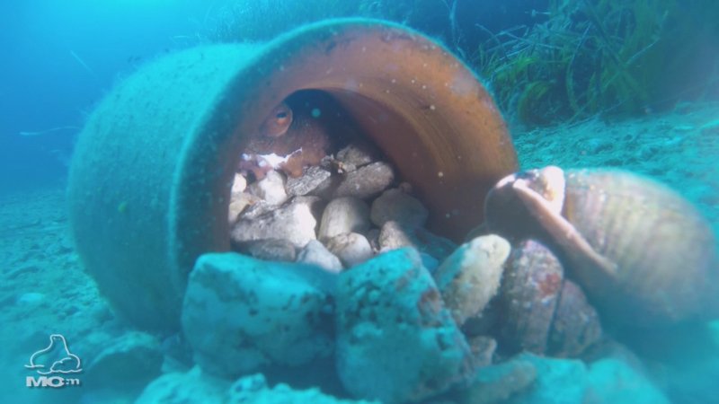 Βιολόγοι έριξαν πήλινα αγγεία με τροφή για τις φώκιες της Γυάρου [εικόνες] | iefimerida.gr 2