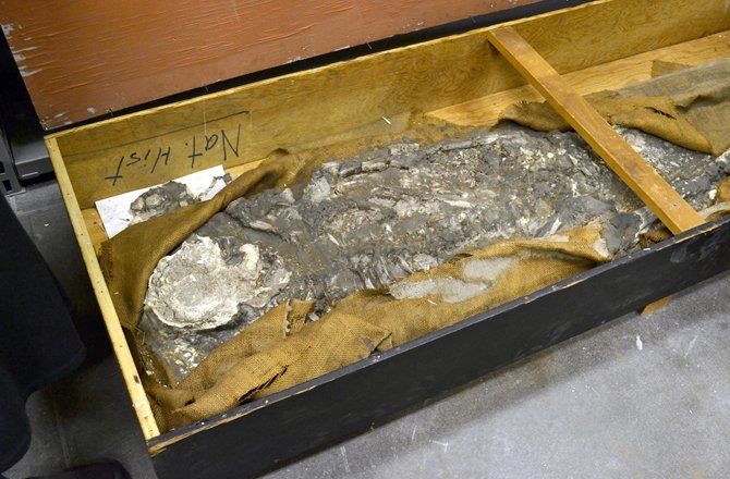 Σκελετός που επιβίωσε από βιβλική καταστροφή βρέθηκε σε υπόγειο μουσείου στις ΗΠΑ [εικόνες] | iefimerida.gr 1