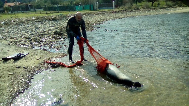 Ετσι σώθηκε μια μικρή φώκια στην Σιθωνία Χαλκιδικής [εικόνες] | iefimerida.gr 4