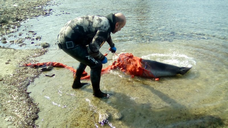 Ετσι σώθηκε μια μικρή φώκια στην Σιθωνία Χαλκιδικής [εικόνες] | iefimerida.gr 3