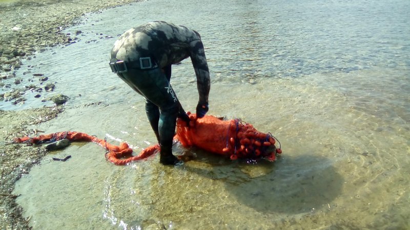 Ετσι σώθηκε μια μικρή φώκια στην Σιθωνία Χαλκιδικής [εικόνες] | iefimerida.gr 1