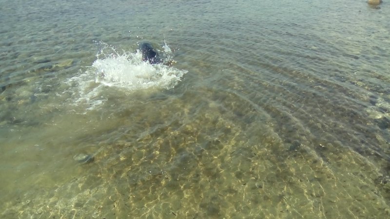 Ετσι σώθηκε μια μικρή φώκια στην Σιθωνία Χαλκιδικής [εικόνες] | iefimerida.gr 5