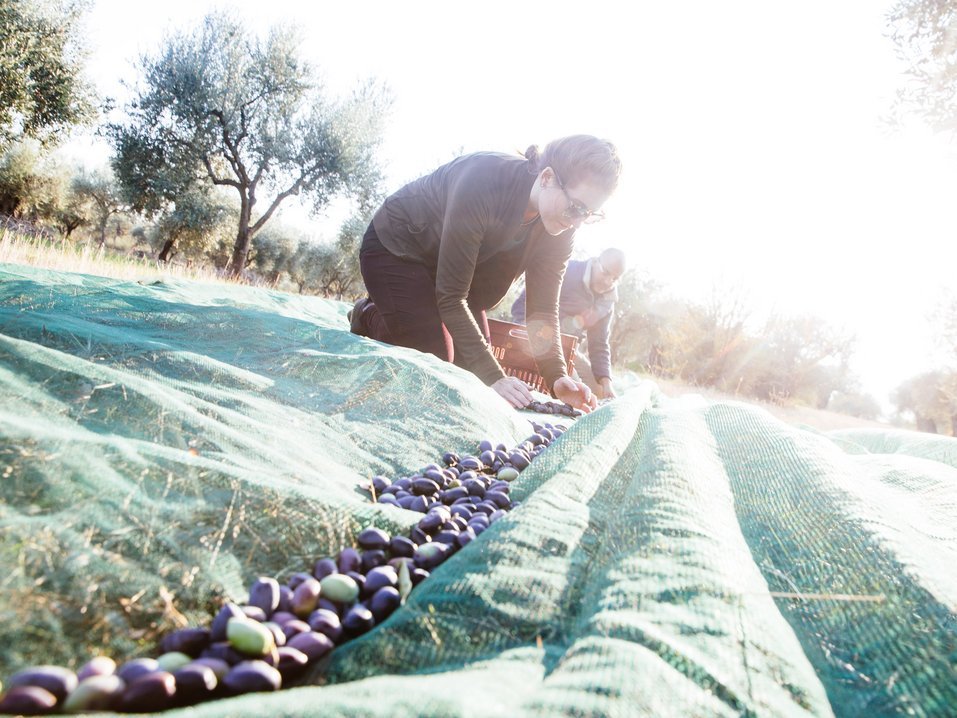 Μάζεψαν ελιές στη Λακωνία, εξερεύνησαν την άγρια Ν. Ελλάδα: Το road trip Αμερικανών που τους μάγεψε [εικόνες] | iefimerida.gr 0