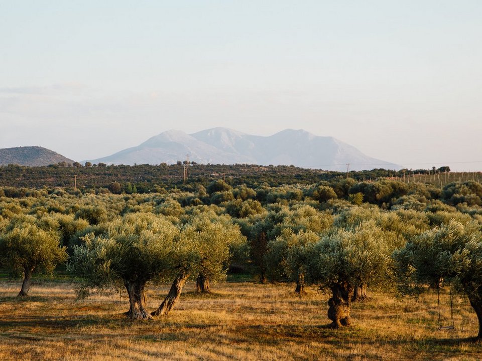 Μάζεψαν ελιές στη Λακωνία, εξερεύνησαν την άγρια Ν. Ελλάδα: Το road trip Αμερικανών που τους μάγεψε [εικόνες] | iefimerida.gr 1