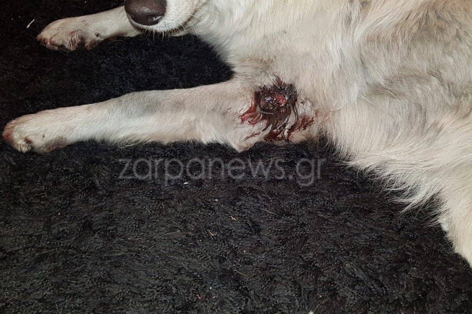 Κρήτη: Eσερνε για χιλιόμετρα τον σκύλο του με το αγροτικό [εικόνες] | iefimerida.gr 1