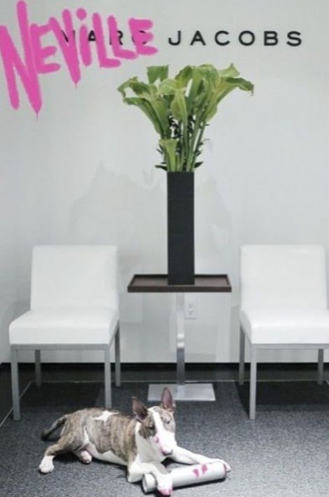 Μετά τα Rich Kids, ήρθαν τα κακομαθημένα πλουσιόσκυλα του Instagram -Χλιδάτα ρούχα, ιδιωτικά τζετ και... γκουρμεδιές [εικόνες] | iefimerida.gr 23